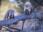 Chiricahua National Monument