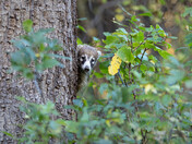 Chiricahua National Monument