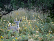 Chiricahua National Monument