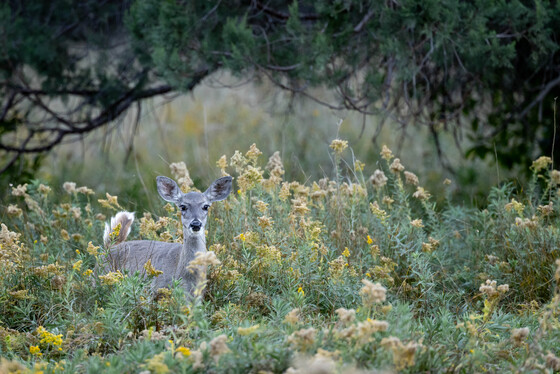 Chiricahua National Monument