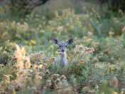 Chiricahua National Monument
