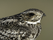 Nighhawk of the Prairies