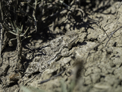 Endangered Greater Short Horned Lizard