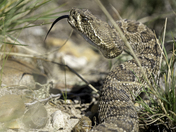 Prairie Rattle