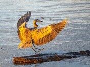 Morning light Fraser River