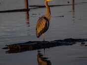 Morning light Fraser River