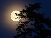 Dancing in the Moonlight 