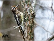 Yellow Bellied Sapsucker