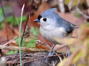 Tufted Titmouse