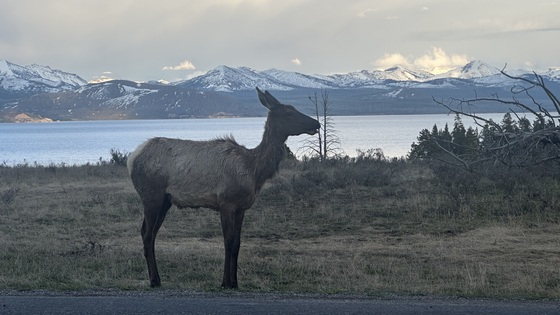 Yellowstone National Park