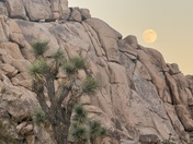 Joshua Tree National Park
