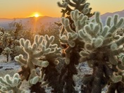 Joshua Tree National Park