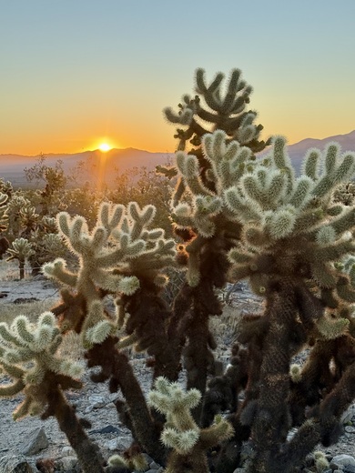 Joshua Tree National Park