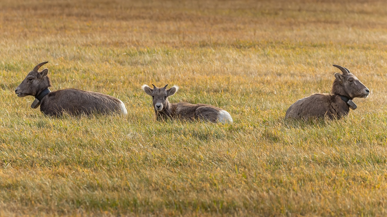 Protecting the Young