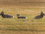 Protecting the Young