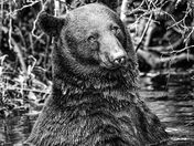 Alligator River National Wildlife Refuge 