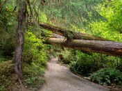 Olympic National Park