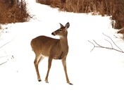 No Deer Left Behind! 