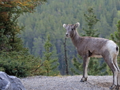 Bighorn Youngster