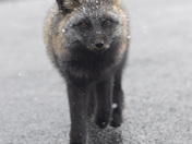 Snowy Day Fox 