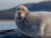Bearded Seal out on James Bay