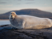 Bearded Seal out on James Bay
