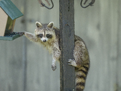 All-you-can-eat buffet