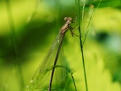 From the damselfly collection