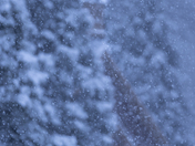 Yosemite National Park