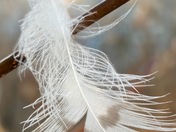 Feather fluttering Away