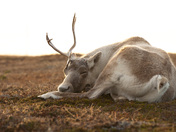 Bedding down for the night 