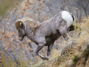 Pike National Forest