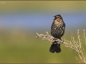 Red-winged Blackbird (f)