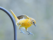 Oriole Jumping