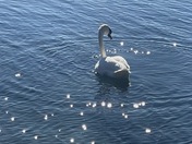 Swan Lights
