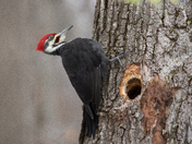 Pileated Woodpecker