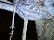 Injured owl