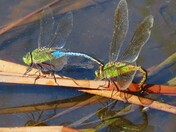 Aransas National Wildlife Refuge