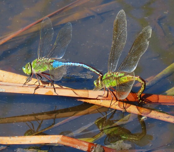 Aransas National Wildlife Refuge