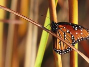 Aransas National Wildlife Refuge