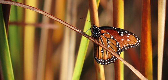 Aransas National Wildlife Refuge