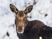 Montpelier WMA , Idaho