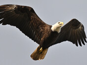 Beautiful Bald Eagle