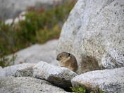 Mount Baker Snoqualmie National Forest