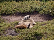 North Cascades National Park