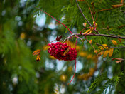 Rowan Berries 