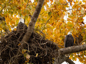 Bald Eagles Enjoying The View 
