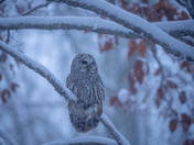 The chipmunk's snowy sprint ended in the silent, powerful grip of the barred owl, just as the day yielded to night 