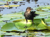 Lady blackbird with a catch