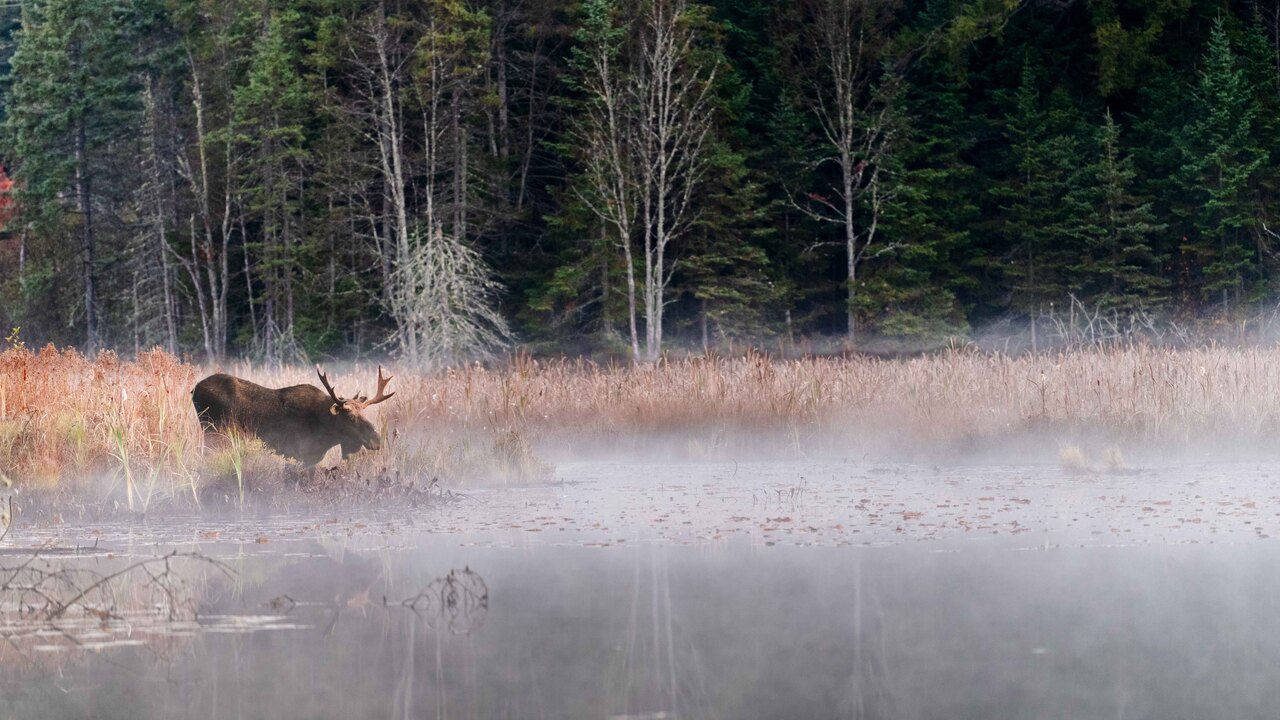 Moose in the Mist #1